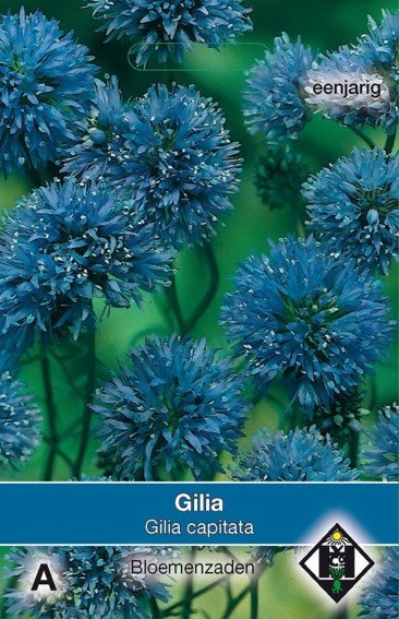 Globe Gilia (Gilia capitata) 2000 seeds